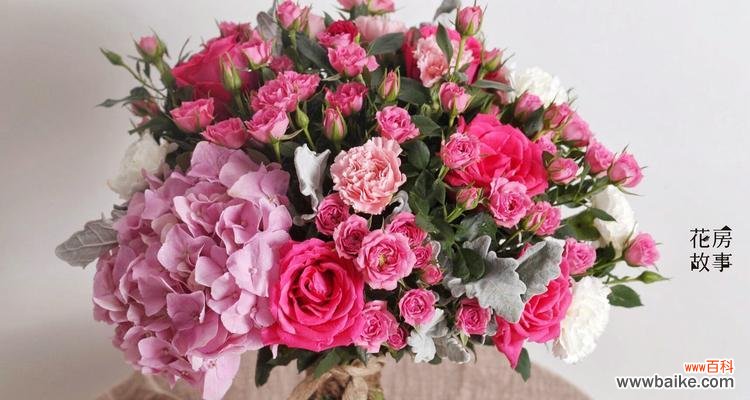 娇美的花朵,寄托着怎样的情感? 探寻粉蔷薇的花语