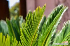 苏铁叶子长太长怎么办