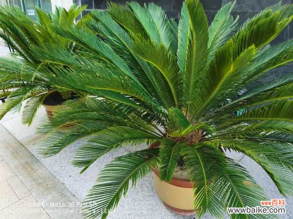 苏铁叶子长太长怎么办