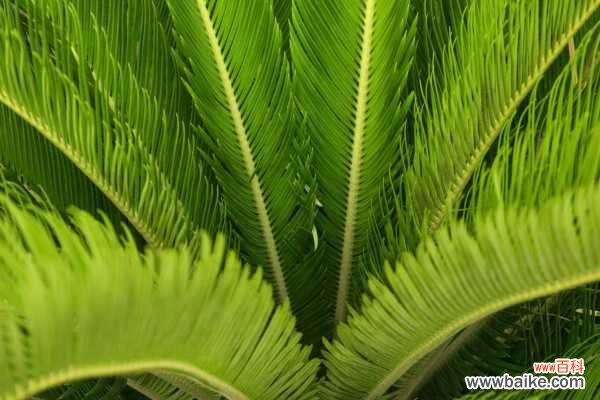 苏铁叶子长太长怎么办