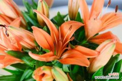 百合花常见的病虫害