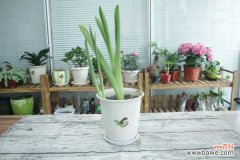 风信子花叶病症状及防治