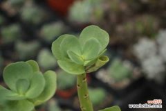 金钱木叶子发黑怎么办