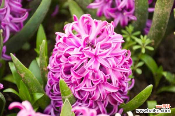 风信子常见的病虫害的防治办法