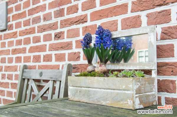 风信子常见的病虫害的防治办法