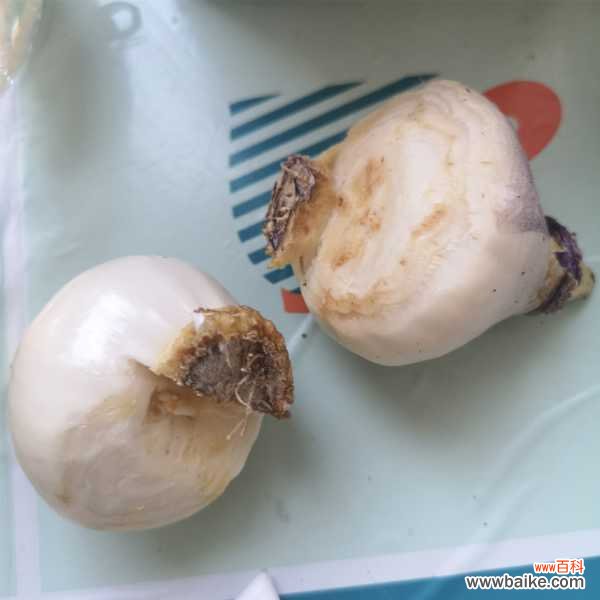 风信子常见的病虫害的防治办法