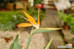 鹤望兰叶子卷曲怎么办