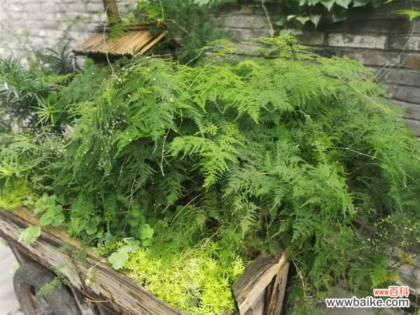 文竹叶子老发黄？咔咔几下，再也没黄过