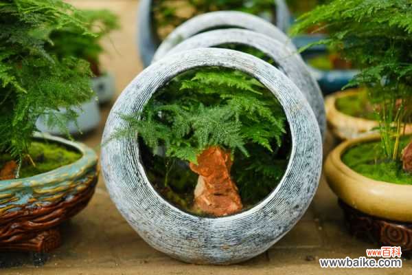 文竹叶子老发黄？咔咔几下，再也没黄过