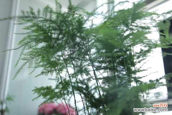 文竹叶子老发黄？咔咔几下，再也没黄过