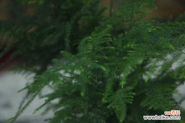 文竹叶子老发黄？咔咔几下，再也没黄过