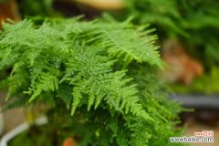 文竹叶子老发黄？咔咔几下，再也没黄过