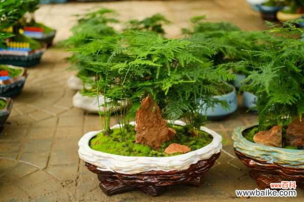 文竹叶子老发黄？咔咔几下，再也没黄过