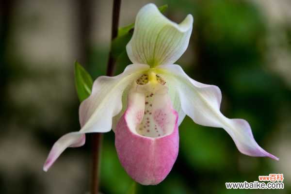 兜兰的病害防治方法