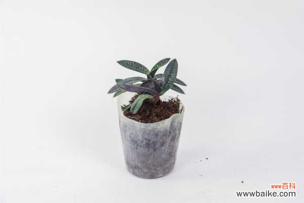 兜兰的病害防治方法