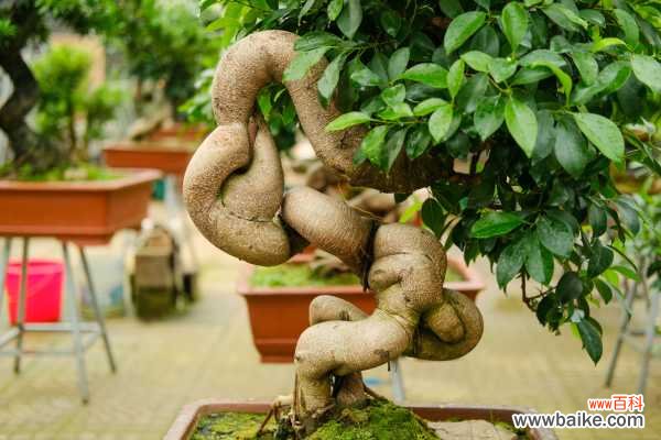 人参榕掉叶子怎么办