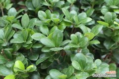 人参榕掉叶子怎么办