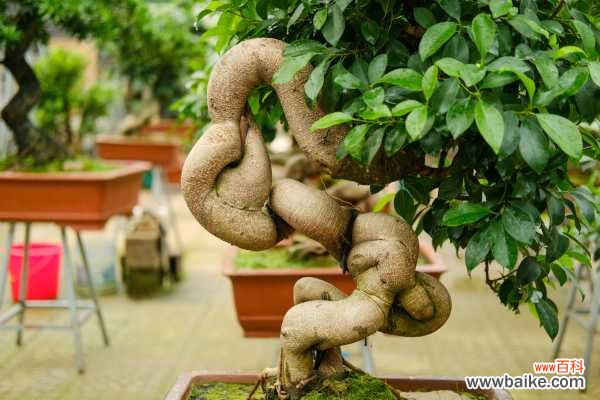 人参榕掉叶子怎么办