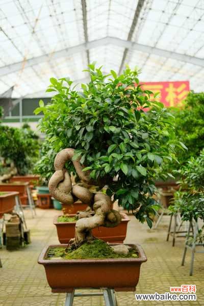 土培人参榕叶子发黄怎么办