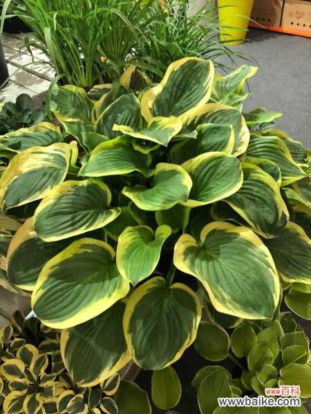 玉簪的病虫害防治