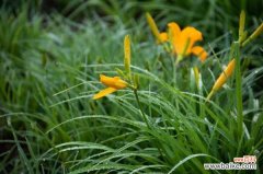 萱草病虫害的防治方法