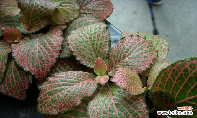 探寻白网纹草的神秘花语 白网纹草花语深度解读