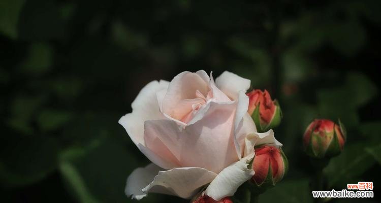 探寻白色月季花的神秘内涵和美丽寓意 白色月季花的象征意义与花语