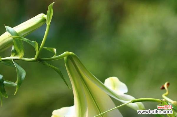 探寻百合花的内涵和传达情感的能力 百合花的花语及其象征意义