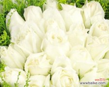 传递真挚情感 白色玫瑰的花语