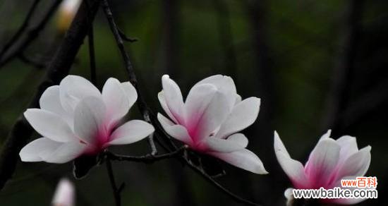 探寻白玉兰花语的深刻内涵与美丽寓意 白玉兰花语——纯洁与高贵的象征