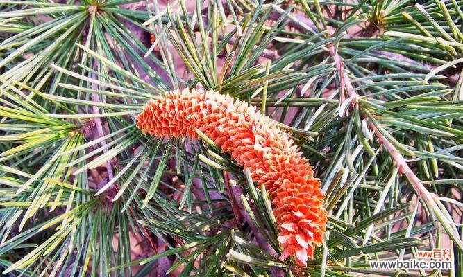 生命的坚韧和希望在于柏树的生长 柏树的寓意与人生哲理