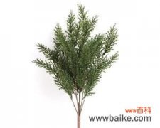 生命的坚韧和希望在于柏树的生长 柏树的寓意与人生哲理