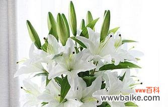 一朵百合 百合大全花语之美——花语与情感的交织