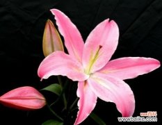 一朵花所承载的深刻寓意与美好寄托 百合花的象征意义与美丽之融合