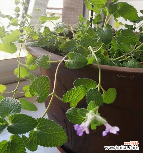 清凉的香气 薄荷的花语