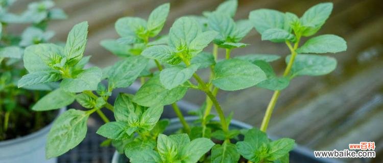 清凉的香气 薄荷的花语