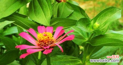 揭开百日草花语的神秘面纱 百日草的花语