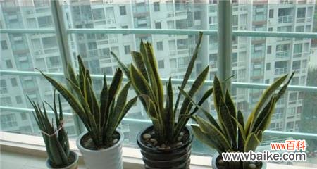 虎皮兰的风水意义是什么？如何正确摆放避免禁忌？