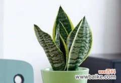 虎皮兰花语象征与寓意是什么？如何正确理解虎皮兰的花语？