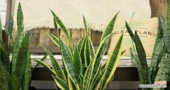 虎皮兰开花好吗？其风水寓意是什么？