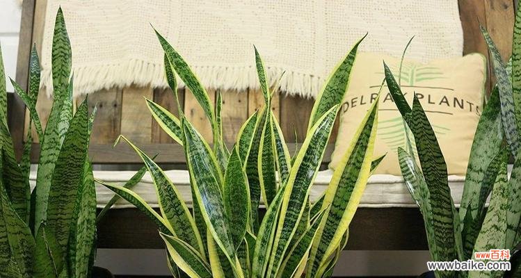 虎皮兰开花好吗?其风水寓意是什么?