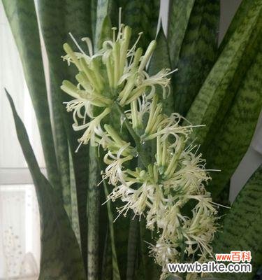 虎皮兰开花好吗?其风水寓意是什么?