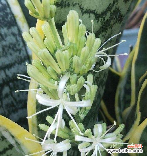 虎皮兰开花好吗?其风水寓意是什么?