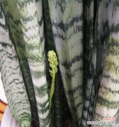 虎皮兰开花象征什么？虎皮兰开花寓意有哪些？