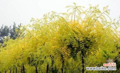 黄金槐的风水寓意是什么?最佳摆放位置在哪里?