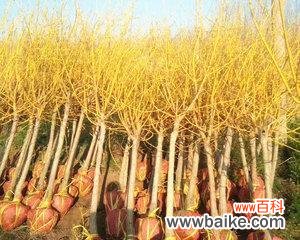 黄金槐的风水寓意是什么?最佳摆放位置在哪里?