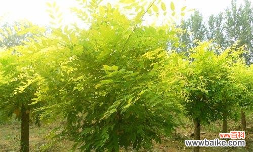 黄金槐的风水寓意是什么?最佳摆放位置在哪里?