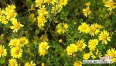 黄菊花的花语是什么？如何正确解读黄菊花的含义？