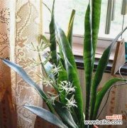 虎皮兰开花预示着什么意思？如何正确解读？