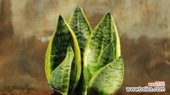 虎尾兰的寓意和象征风水是什么？如何在家居中摆放虎尾兰？